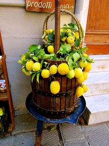 Food yellow citrus