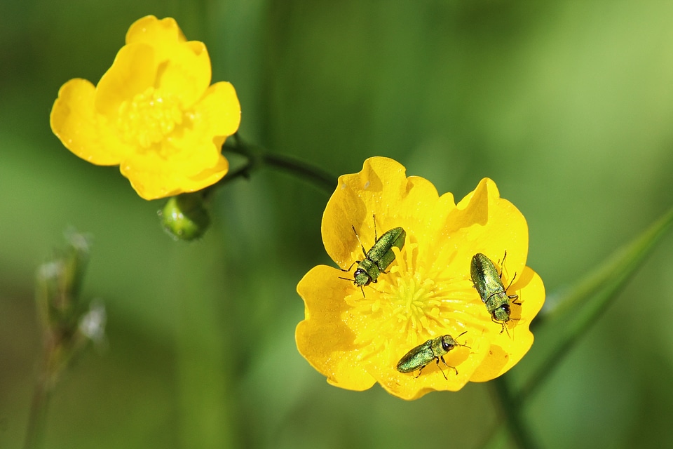 Spring insect flower