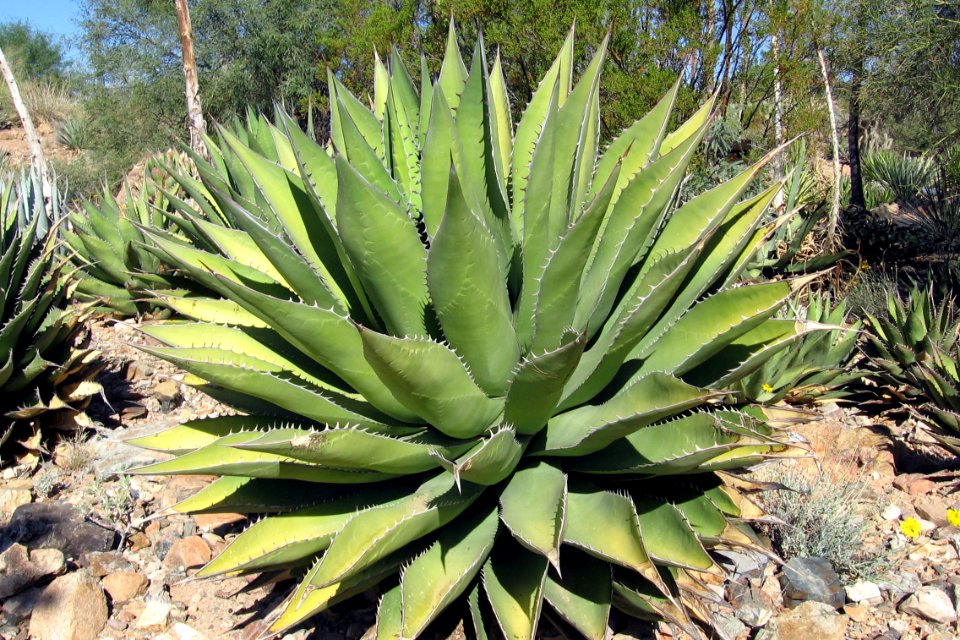 Saguaro National Park. NPS photo.