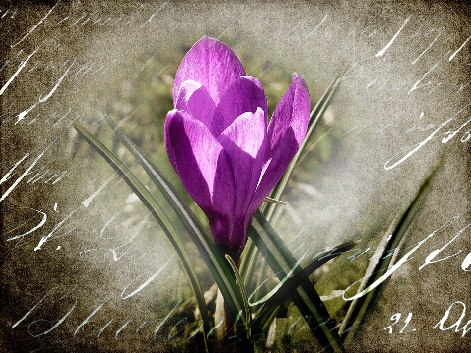 Bloom spring close up
