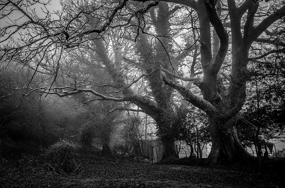 Misty forest nature
