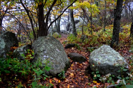 Appalachian National Scenic Trail near Thunder Ridge Overlook Blue Ridge Parkway Milepost 74 photo