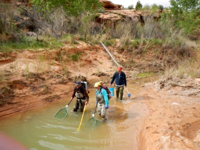 electrofishing in lower Courthouse Wash