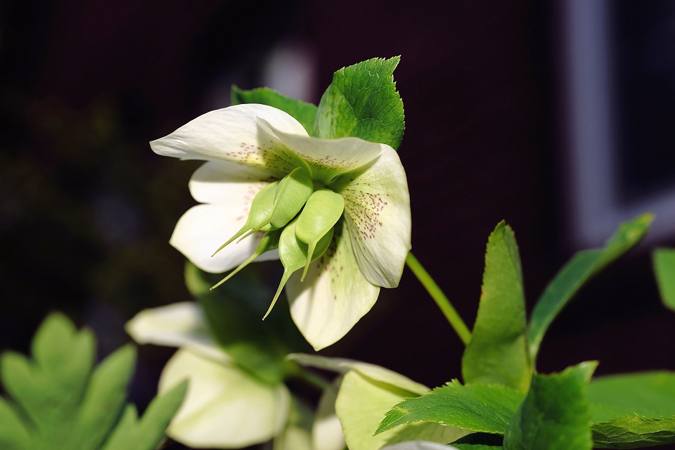White anemone blanda flower