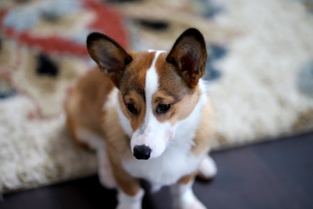 Treat + Training Time