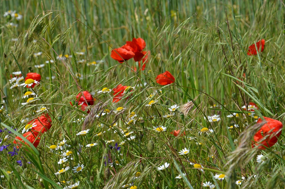 Grass nature garden