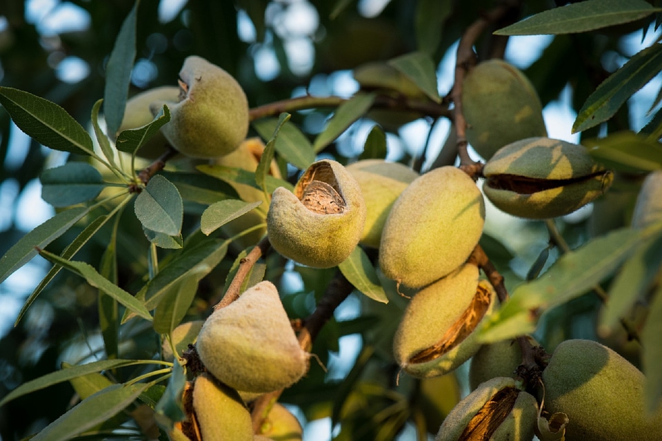 Branch agriculture crop