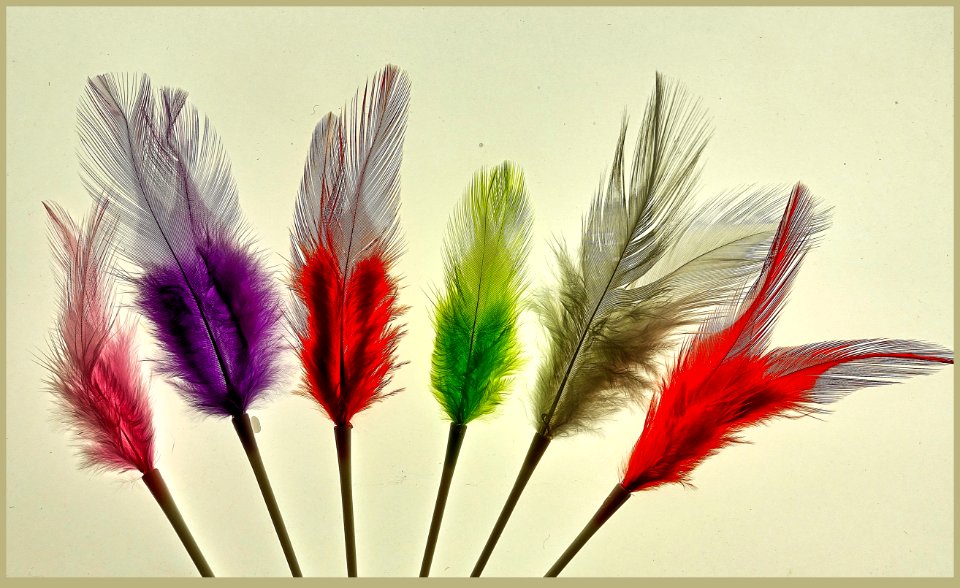 De las plumas y sus colores
