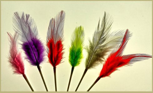 De las plumas y sus colores photo