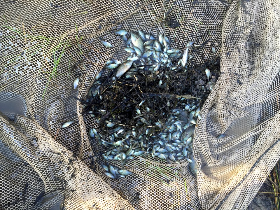 Seined fish from spring pond