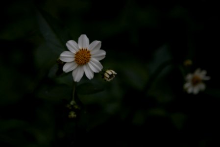 Wild flower photo