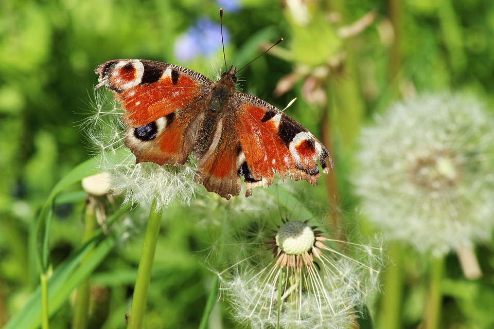 Butterfly insect meadow