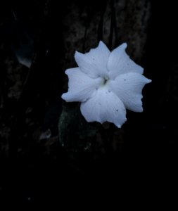 Thunbergia Frangrans