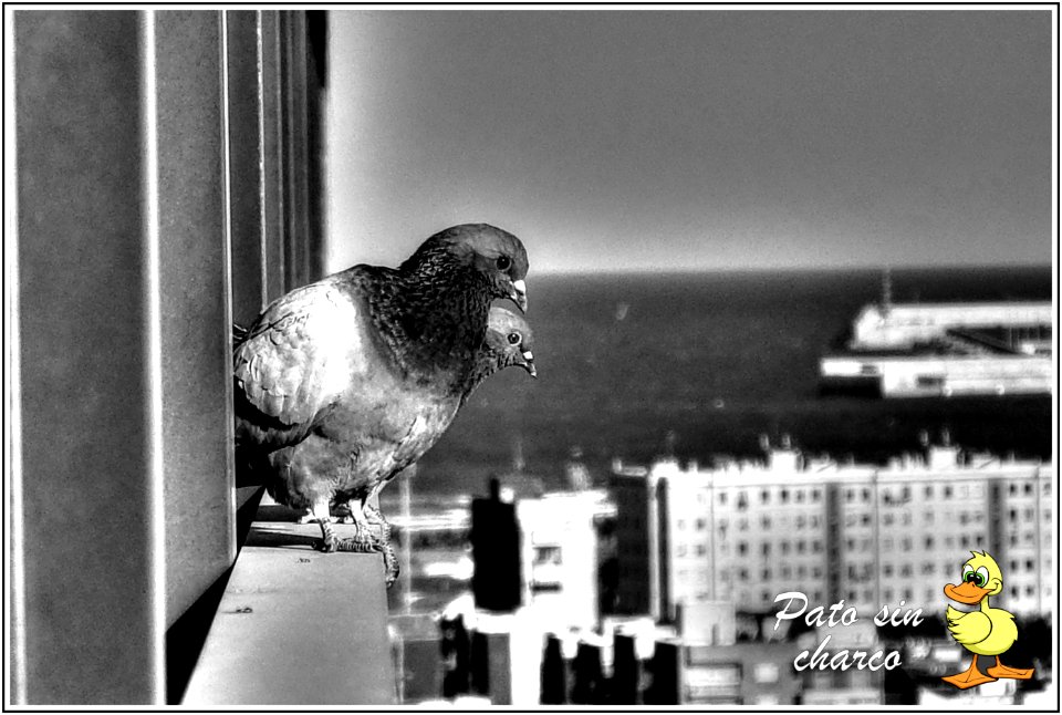 Mirando el paisaje