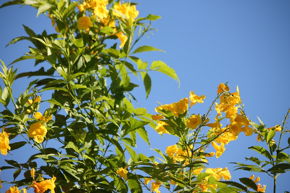 Yellow flowers blossom plant