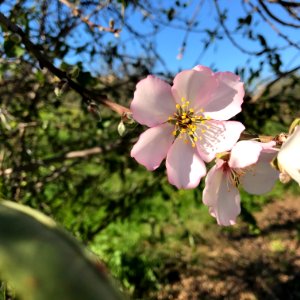 Almendros en flor