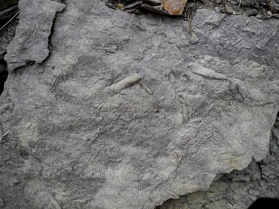 Fossils photo