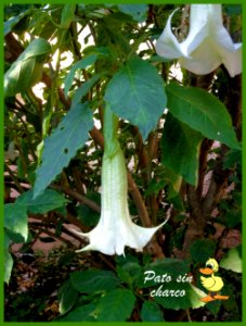 Brugmansia arborea