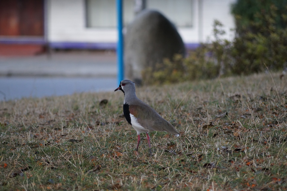 Llanquihue nature bird