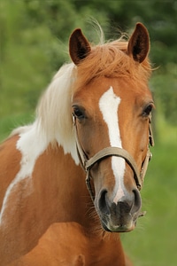 Horse portrait of brown-white pasture photo