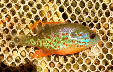Orange spotted sunfish
