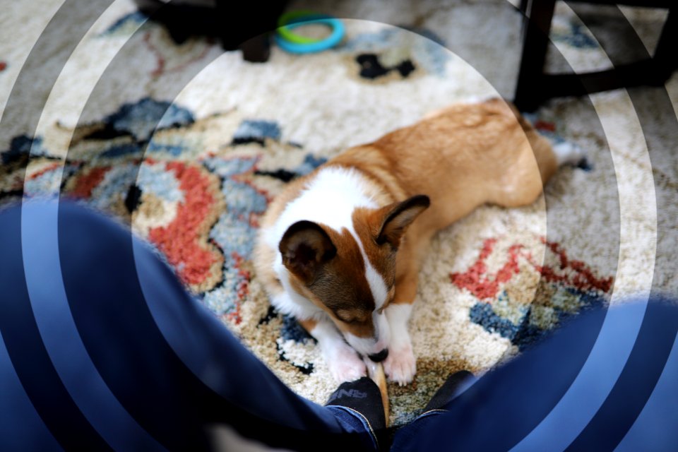 Treat + Training Time