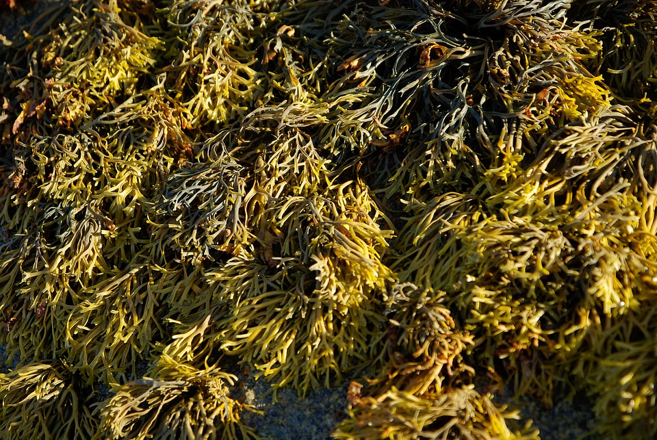 Algae rocks water plants