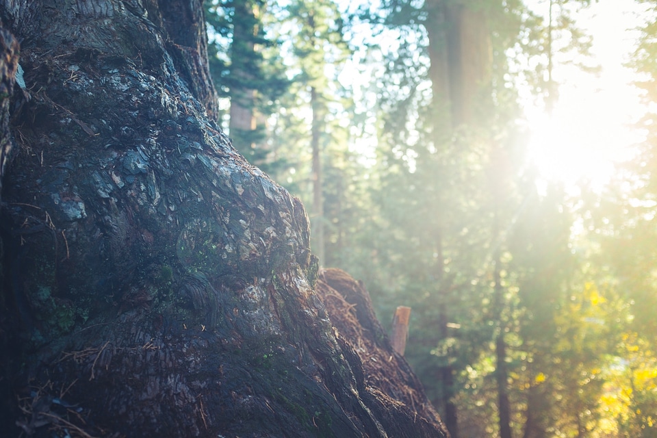 Woods sun rays sunshine photo