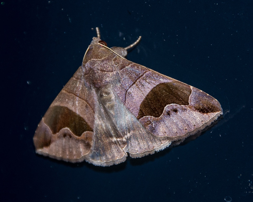 Brown pattern wild