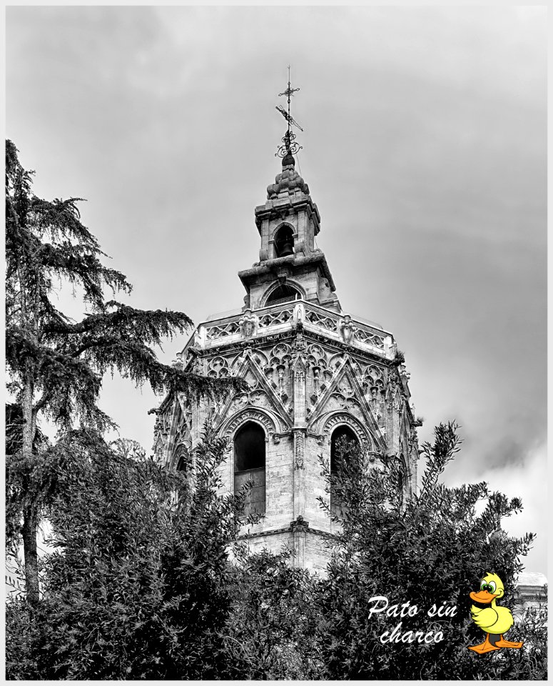 Entre arboles