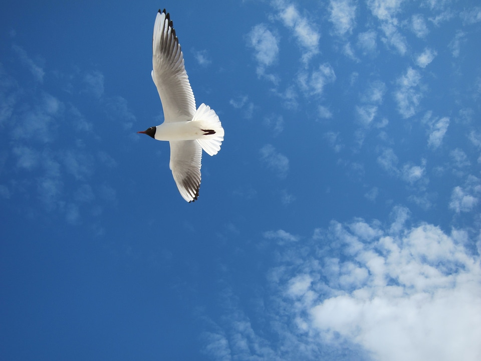 Seagull baltic sea sky
