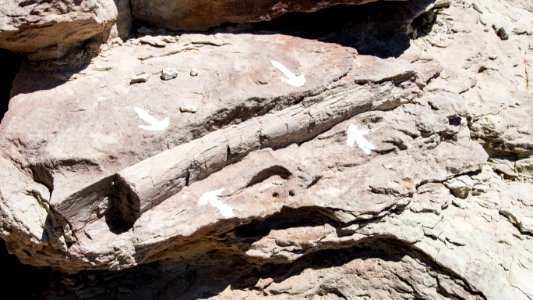 Cleveland-Lloyd Dinosaur Quarry, Utah