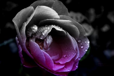 Noir&Rose