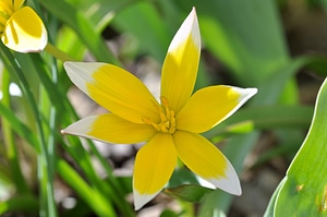 Bloom yellow white spring flower photo