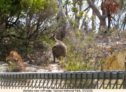 20160107-02z Wallaby, Tasman National Park