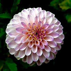 Bloom closeup petals