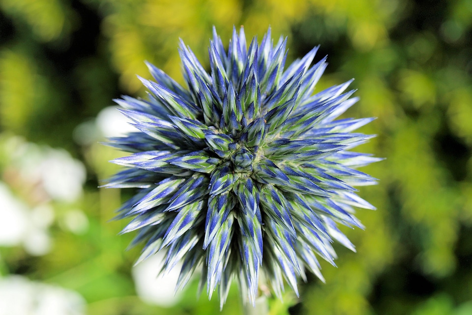 Flower blue close up