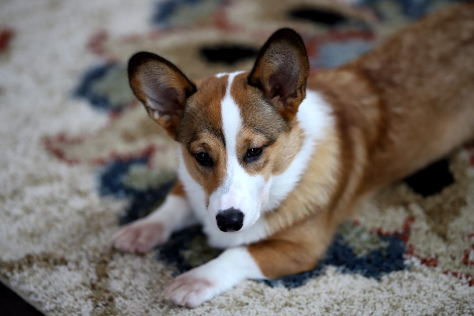 Treat + Training Time