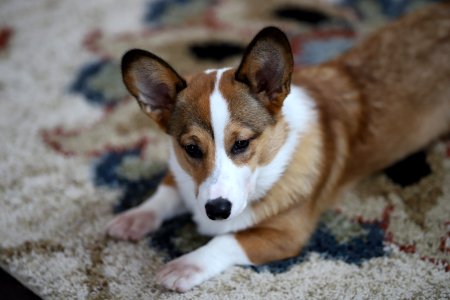 Treat + Training Time