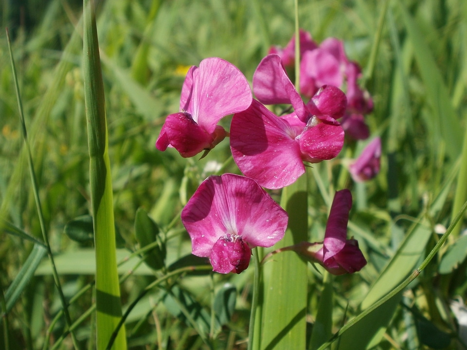 Aardaker flora botany