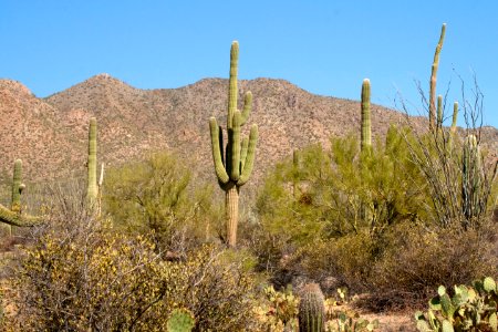Saguaro cacti. NPS photo.59 photo