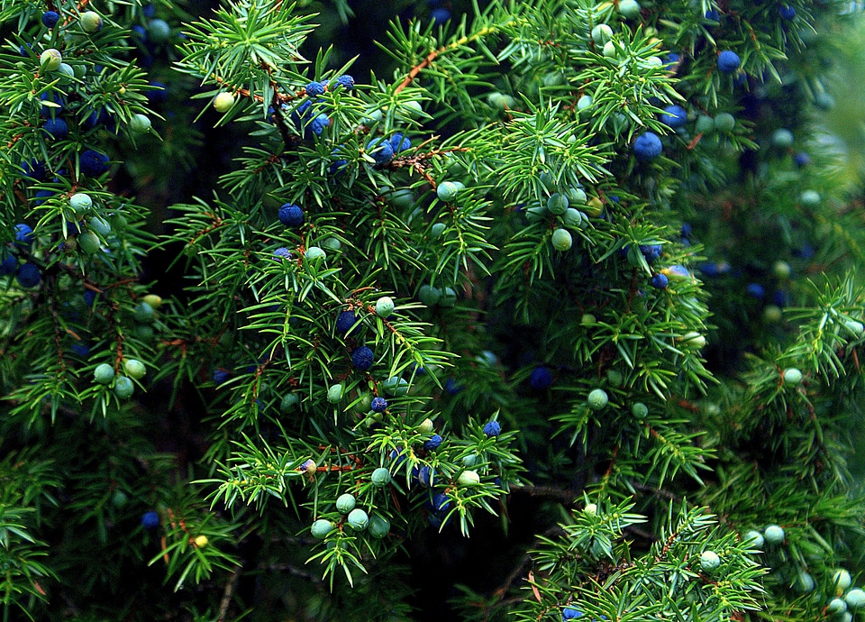 Juniper fruit autumn nature