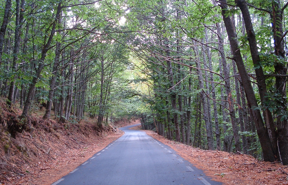 Park the road forest