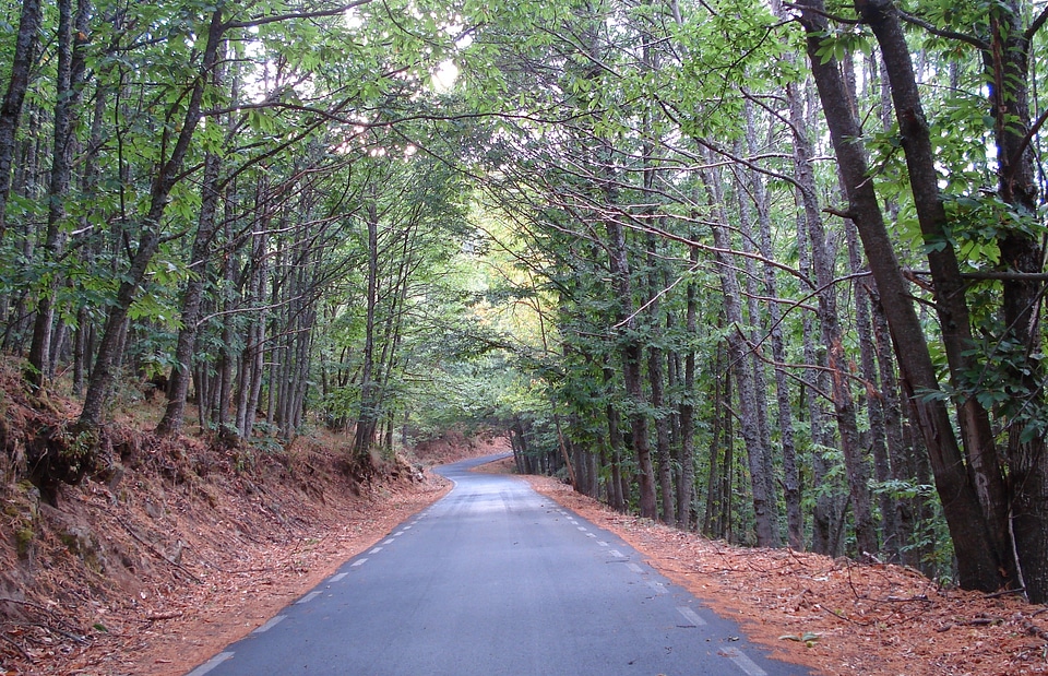 Park the road forest photo