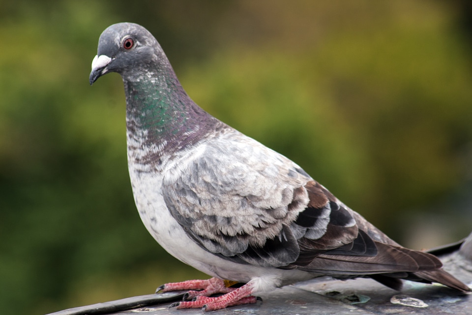 Bird resting place city pigeon