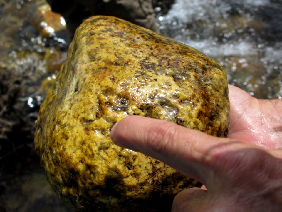 Black fly larvae in river. Photo by NPS/Courtney Allen.