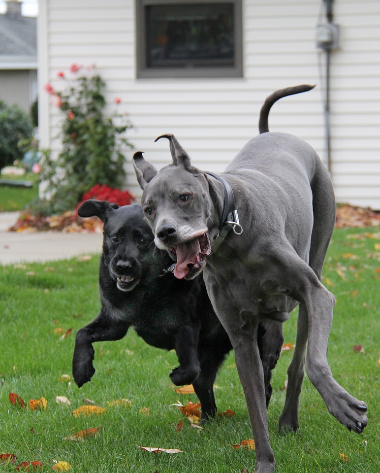 Pet animal canine purebred