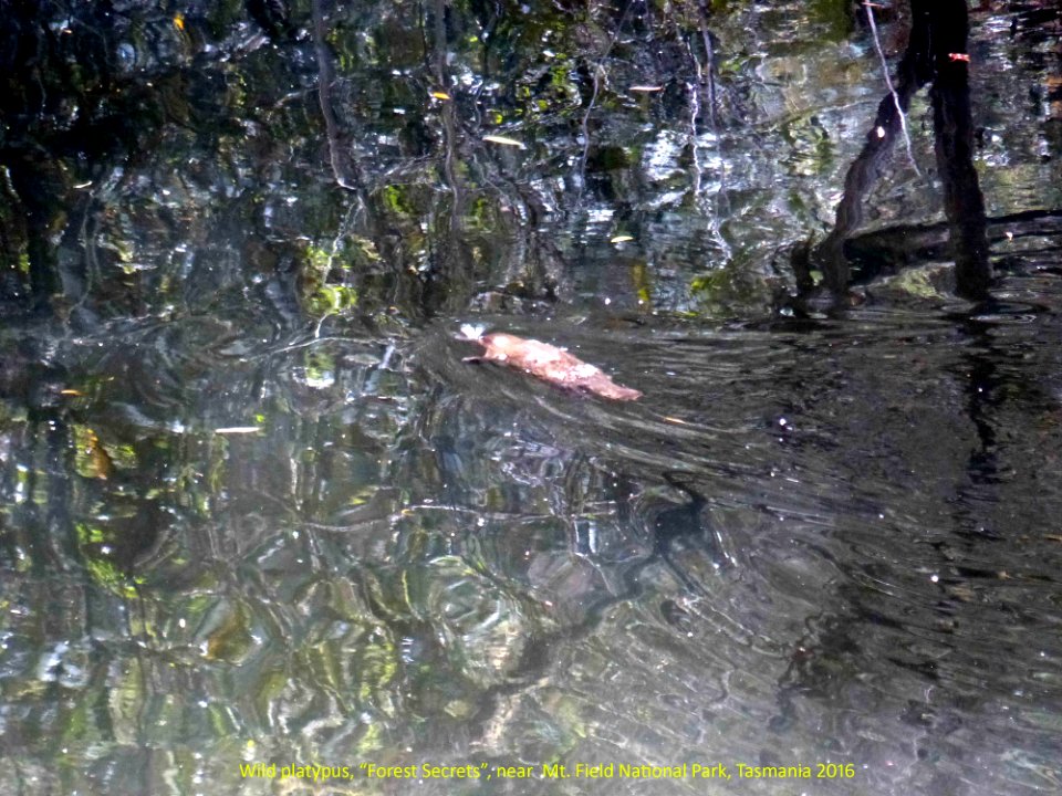 20160108-02z Platypus at 'Forest Secrets'