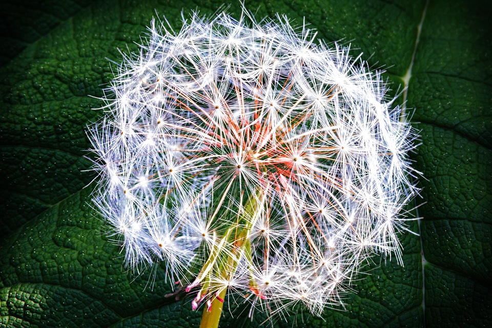 Summer flower seed