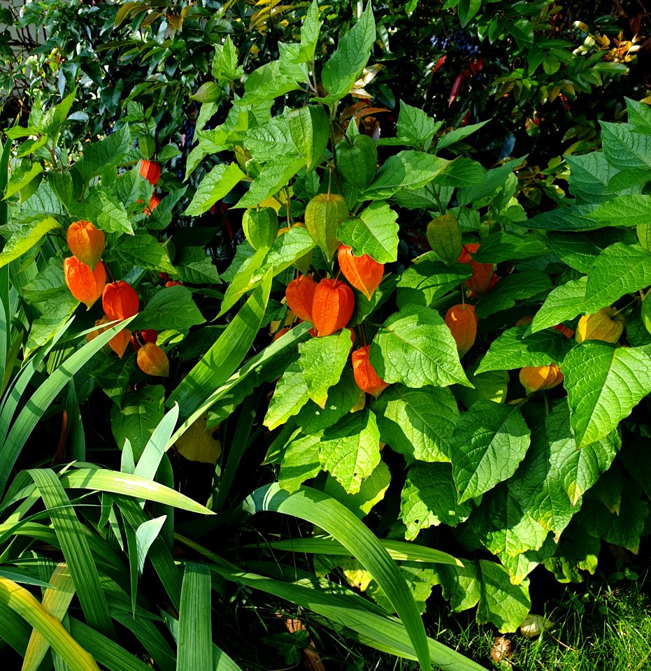 Chinese lanterns 13th September